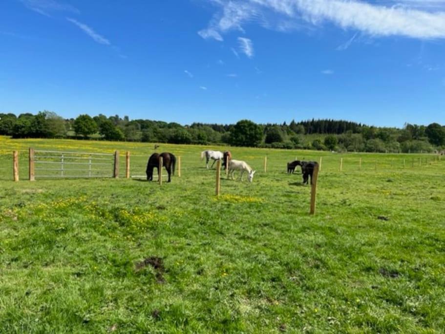 Neddys Rest Luxury Horsebox Stay Battle Bagian luar foto