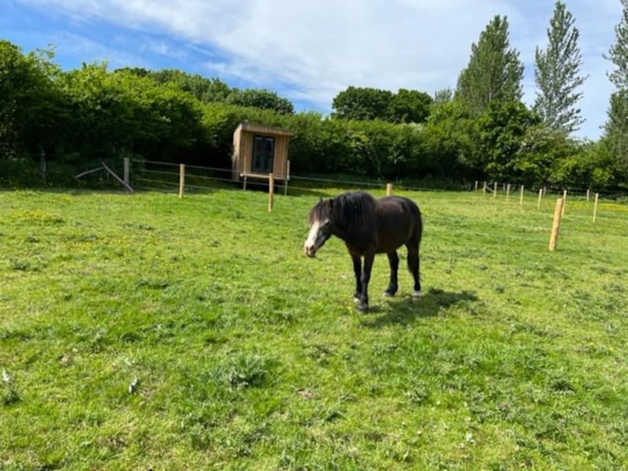 Neddys Rest Luxury Horsebox Stay Battle Bagian luar foto